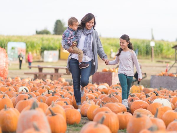 A family of three walks through a pumpkin patch, holding hands and smiling, surrounded by numerous pumpkins on a sunny day.