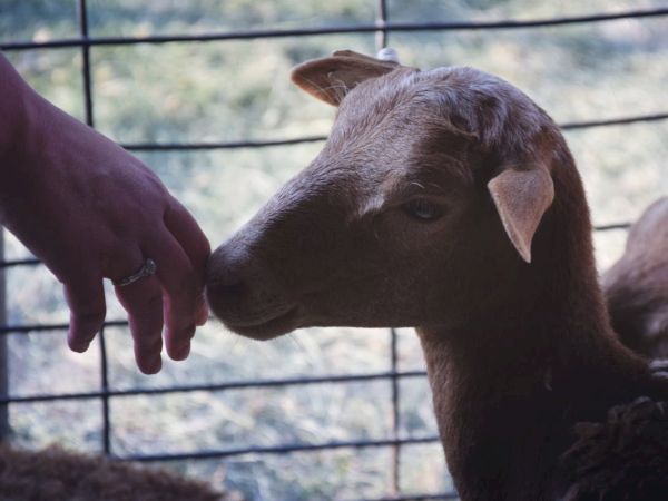 A person&rsquo;s hand offers food to a small goat inside a fenced pen, as the goat sniffs or nuzzles the finger.