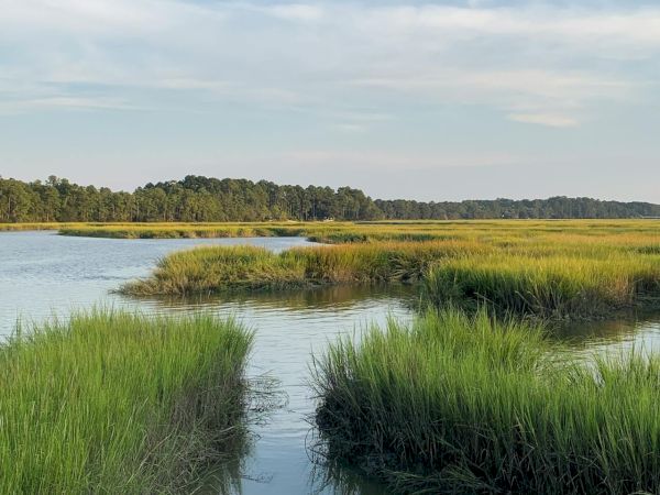 A marshy wetland with grassy mobs and calm water channels, under a blue sky with light clouds, bordered by distant trees, peaceful and lush.