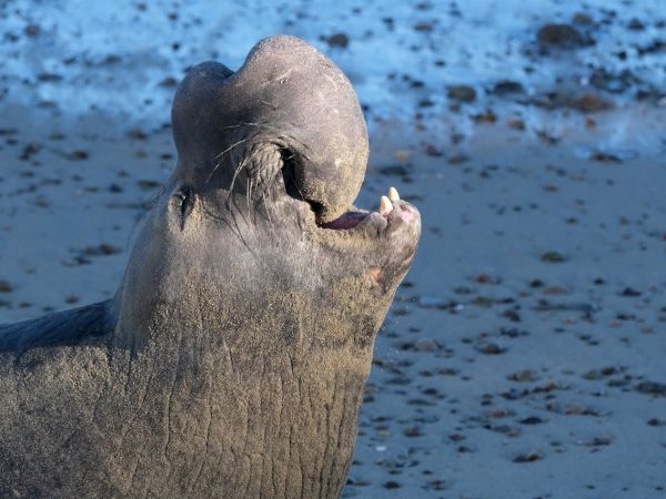 A close-up of a weathered rock or sculpture on a muddy shore, with a hollowed, jagged opening and a rough, textured surface.