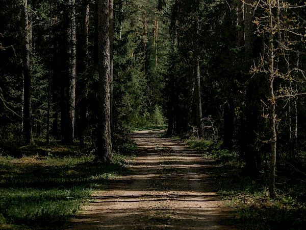 A sunlit forest path winds between tall pine trees, dappled light filtering through needles, inviting a quiet walk through nature.