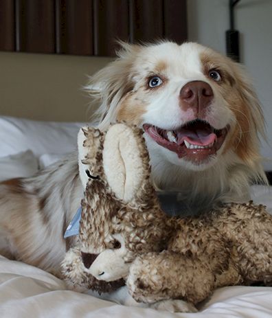 A happy dog on a bed plays with a stuffed animal, a plush bunny, showing a big grin with a toy in its mouth.