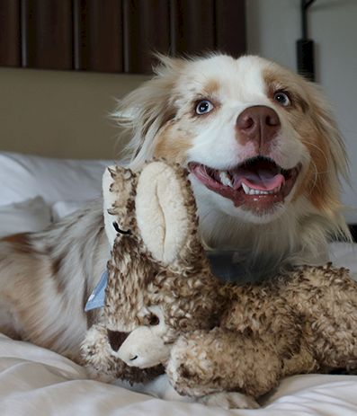 A happy dog on a bed plays with a stuffed animal, a plush bunny, showing a big grin with a toy in its mouth.
