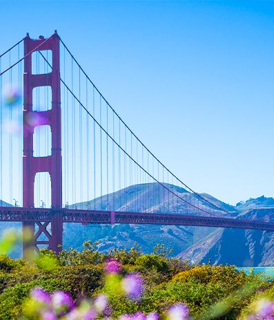 Golden Gate Bridge amid blue sky and water, framed by purple flowers in the foreground and distant hills.