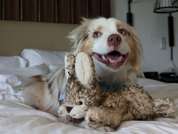 A happy dog on a bed with a plush toy, biting a stuffed bear and looking at the camera with a cheerful expression.